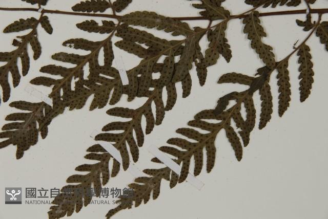 薄葉擬肋毛蕨藏品圖，第5張