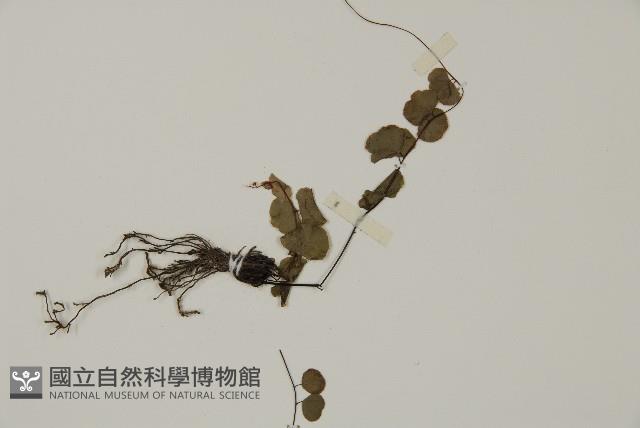 團羽鐵線蕨、團葉鐵線蕨、對葉鐵線蕨藏品圖，第5張