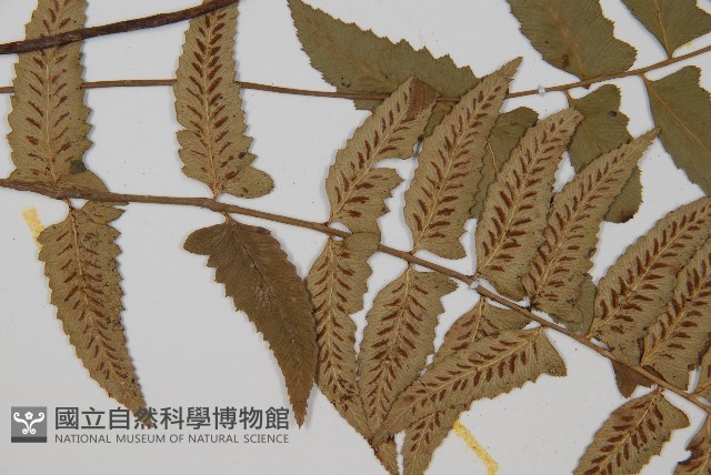 鋸齒雙蓋蕨、線葉雙蓋蕨、刺鱗雙蓋蕨藏品圖，第5張
