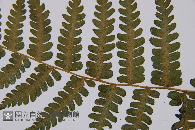 登錄號:P003870藏品圖，第5張