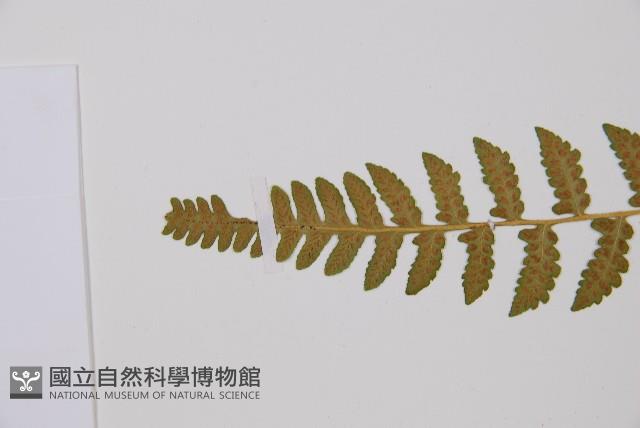 東洋蹄蓋蕨藏品圖，第5張