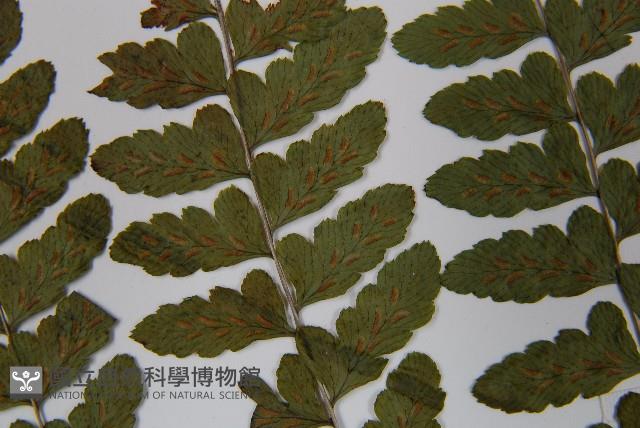 坡生蹄蓋蕨藏品圖，第5張