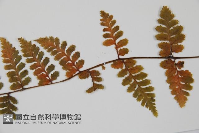 生芽蹄蓋蕨藏品圖，第5張