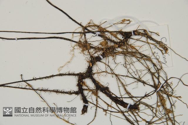 單葉雙蓋蕨藏品圖，第8張