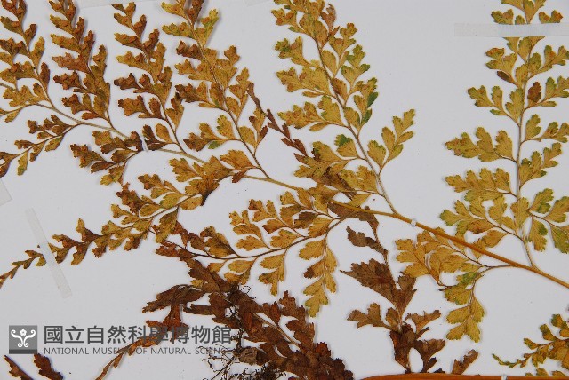 大膜蓋蕨藏品圖，第5張