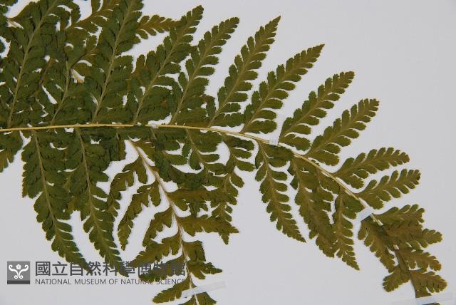 熱帶鱗蓋蕨藏品圖，第5張