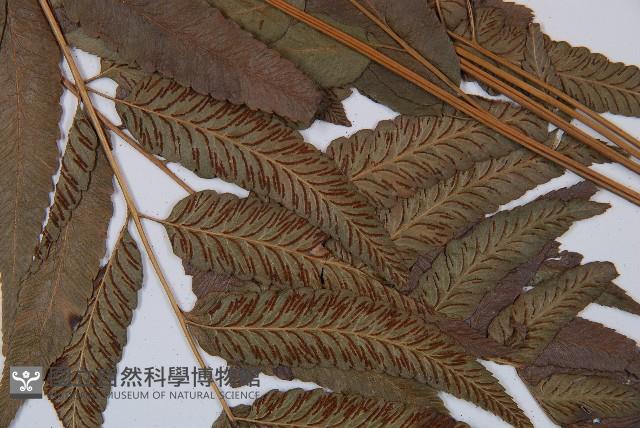 Accession Number:P005180 Collection Image, Figure 5, Total 6 Figures