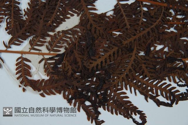 金狗毛蕨藏品圖，第4張