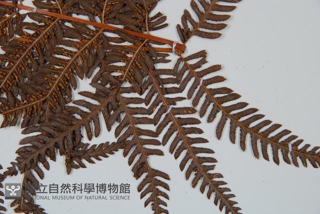 登錄號:P008680藏品圖，第5張