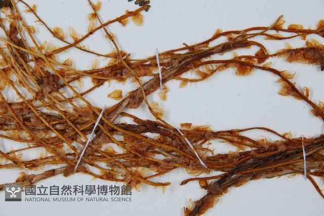 腺鱗毛蕨藏品圖，第5張