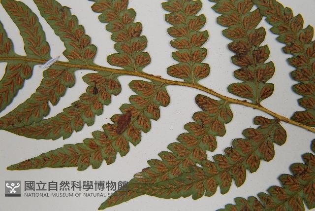 東洋蹄蓋蕨藏品圖，第5張