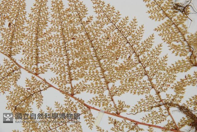 台灣小膜蓋蕨藏品圖，第4張