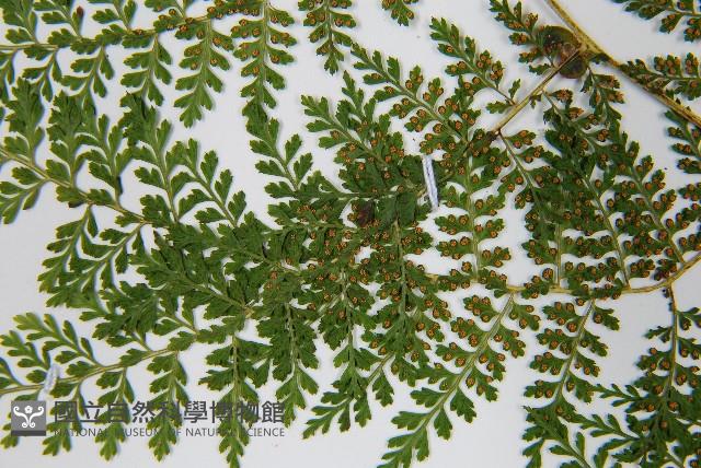 稀子蕨藏品圖，第5張