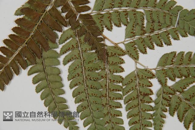 斜方複葉耳蕨藏品圖，第4張