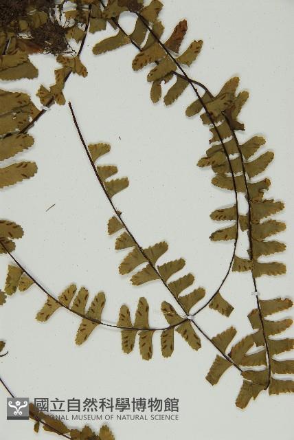 生芽鐵角蕨藏品圖，第5張