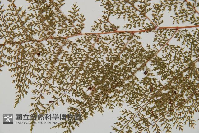 台灣小膜蓋蕨藏品圖，第4張