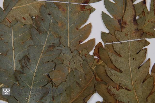 日本狗脊蕨藏品圖，第5張