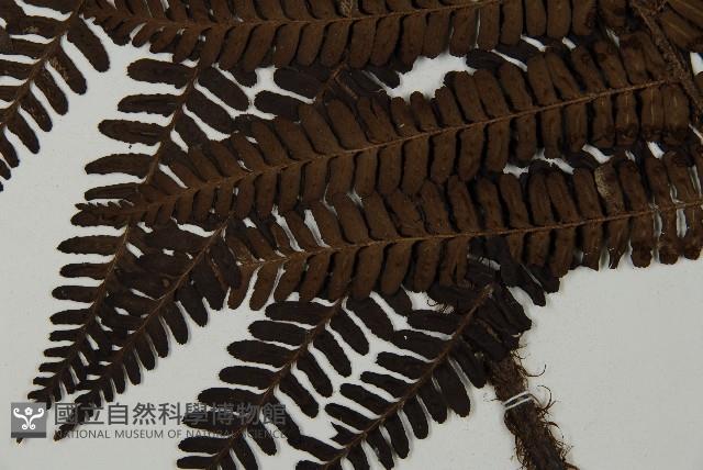 頂囊肋毛蕨藏品圖，第5張