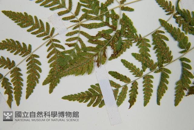 Accession Number:P011580 Collection Image, Figure 5, Total 5 Figures