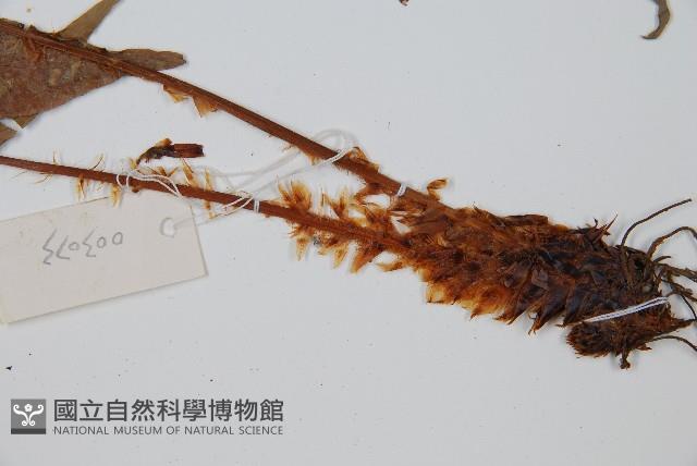 貫眾蕨藏品圖，第5張