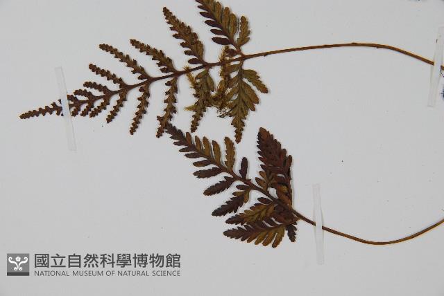 阿里山陰石蕨藏品圖，第5張