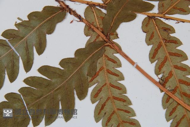 Japanese chain fern Collection Image, Figure 5, Total 5 Figures