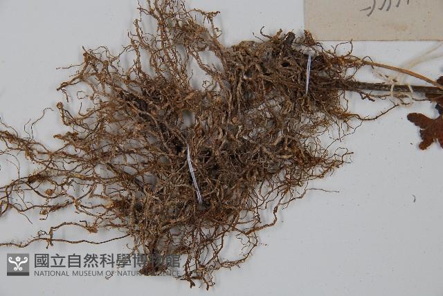 粗毛鱗蓋蕨藏品圖，第5張