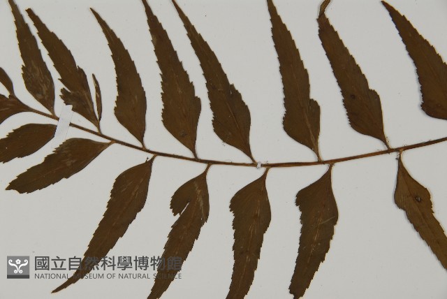 革葉鐵角蕨藏品圖，第4張