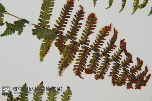 登錄號:P012480藏品圖，第5張