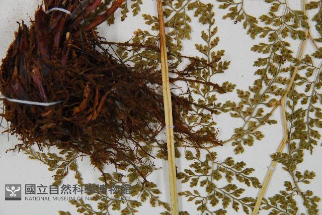 彎柄假複葉耳蕨藏品圖，第5張