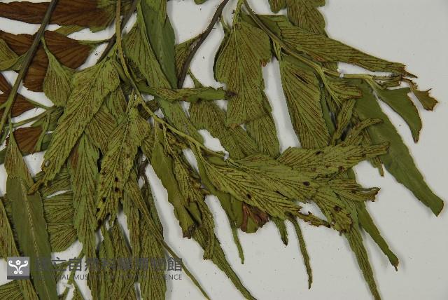 革葉鐵角蕨藏品圖，第5張