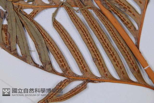 臺灣狗脊蕨藏品圖，第4張