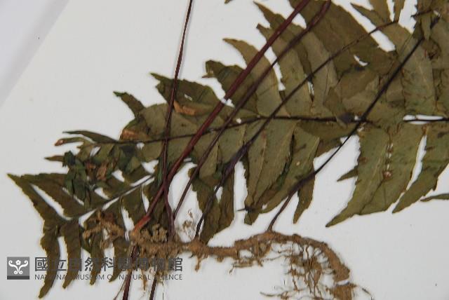 單邊鐵角蕨藏品圖，第5張