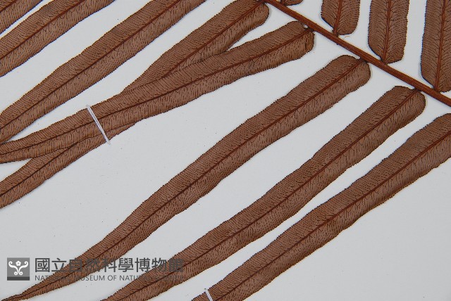 蘇鐵蕨藏品圖，第5張