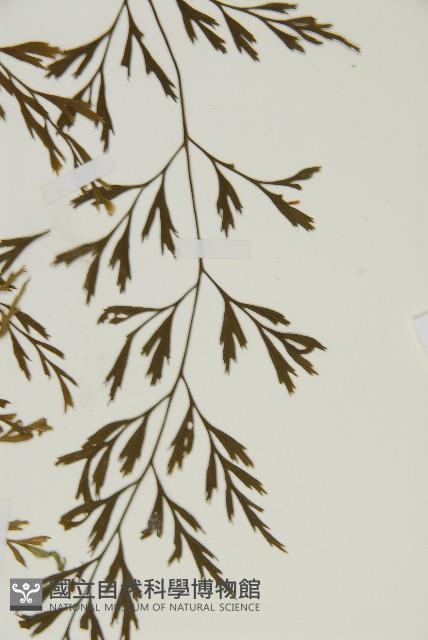 大黑柄鐵角蕨、黃鱗鐵角蕨、大羽鐵角蕨藏品圖，第5張