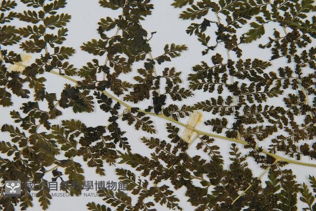 稀子蕨藏品圖，第5張