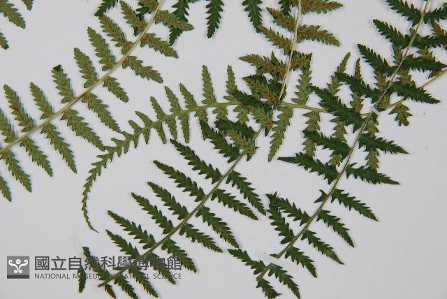 對生蹄蓋蕨藏品圖，第5張