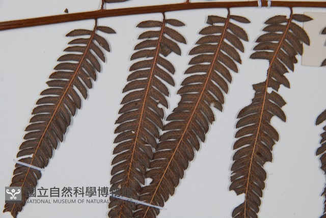 金狗毛蕨藏品圖，第4張
