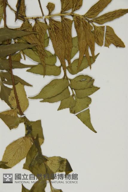 鐮葉鐵角蕨藏品圖，第8張