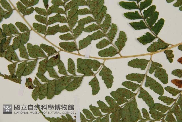長葉鱗毛蕨藏品圖，第4張