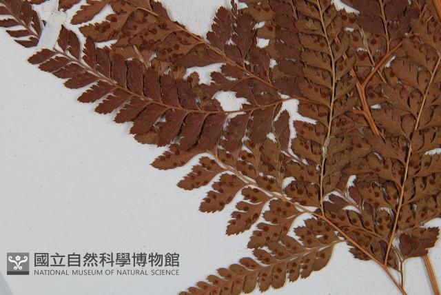 美麗複葉耳蕨藏品圖，第8張