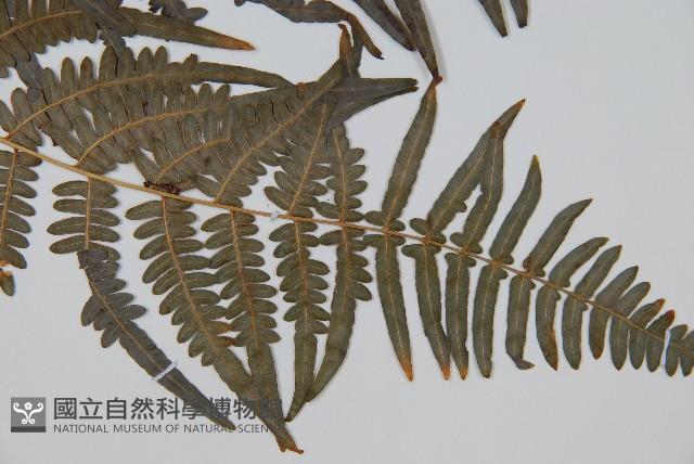 蕨藏品圖，第5張