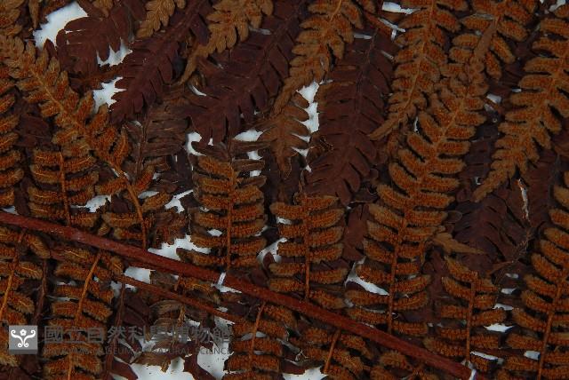 登錄號:P010021藏品圖，第8張