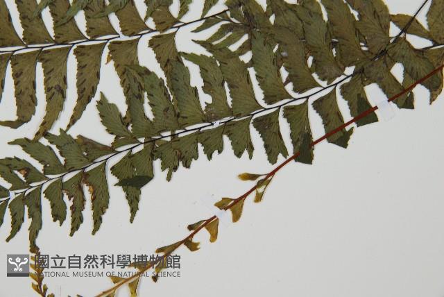 單邊鐵角蕨藏品圖，第5張