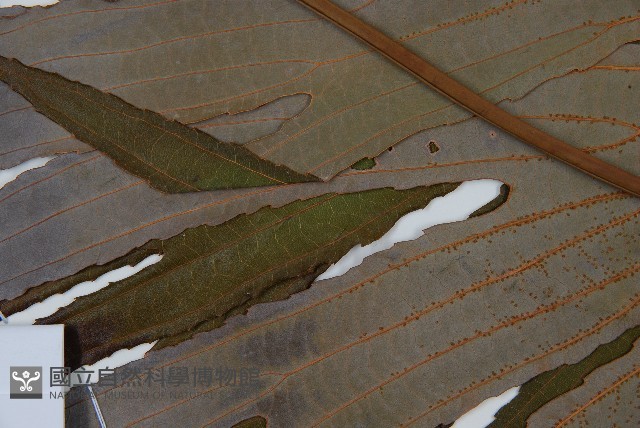 雙扇蕨藏品圖，第5張