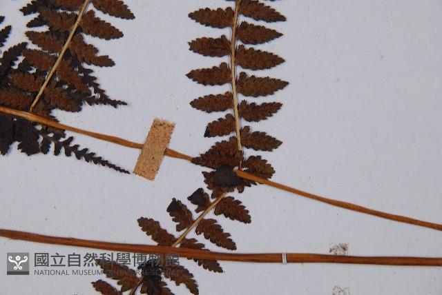 對生蹄蓋蕨藏品圖，第5張