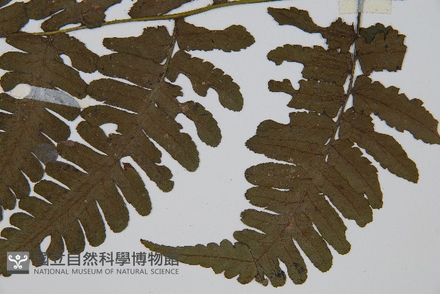 德氏雙蓋蕨藏品圖，第5張