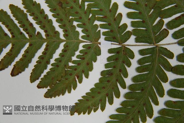 羽節蕨藏品圖，第5張