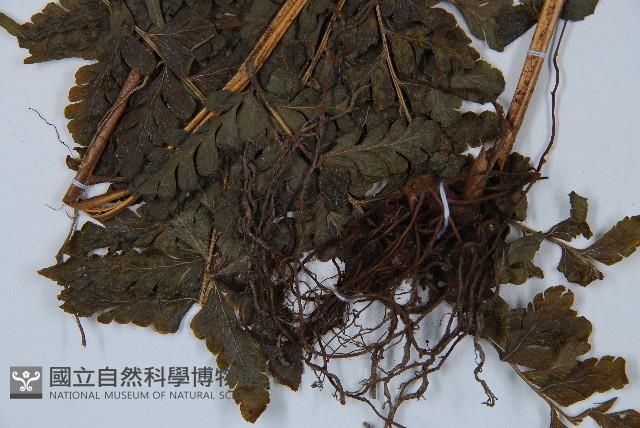 長托鱗蓋蕨藏品圖，第5張