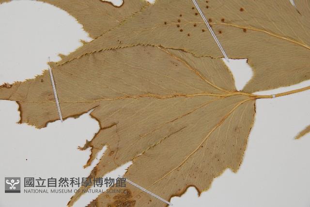 細齒貫眾蕨藏品圖，第5張